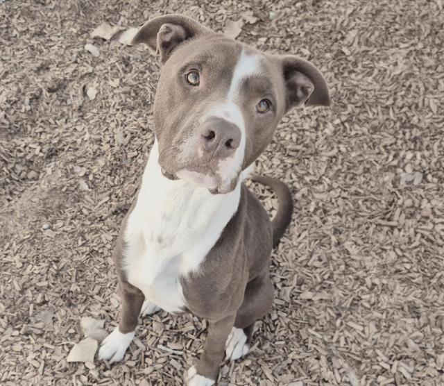 TROY, Adoptable, Adult Male Pit Bull Terrier & Mixed Breed.