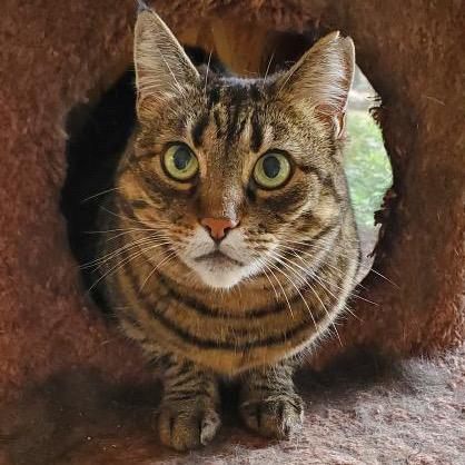 Big Boy, a Adoptable Domestic Short Hair in Morgan Hill, CA image 1/3
