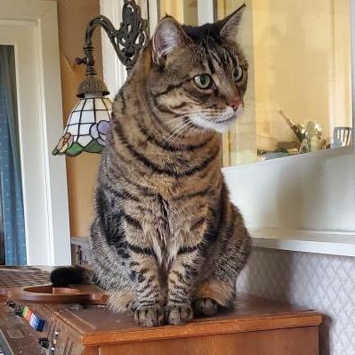 Big Boy, a Adoptable Domestic Short Hair in Morgan Hill, CA image 3/3