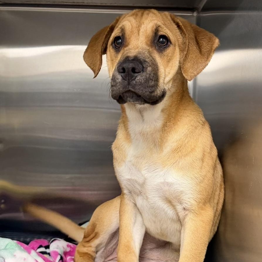 Enlarge Hecate, a ADOPTABLE mixed breed in Plaquemine, LA image 1/1