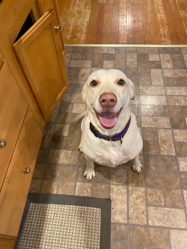 Lucky 1 aka "Lucky Duck" — thumbnail 4