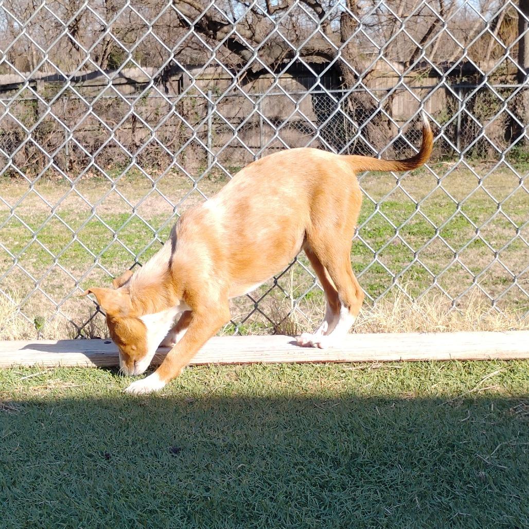 Enlarge Bowie, a Adoptable mixed breed in Tulsa, OK image 1/6
