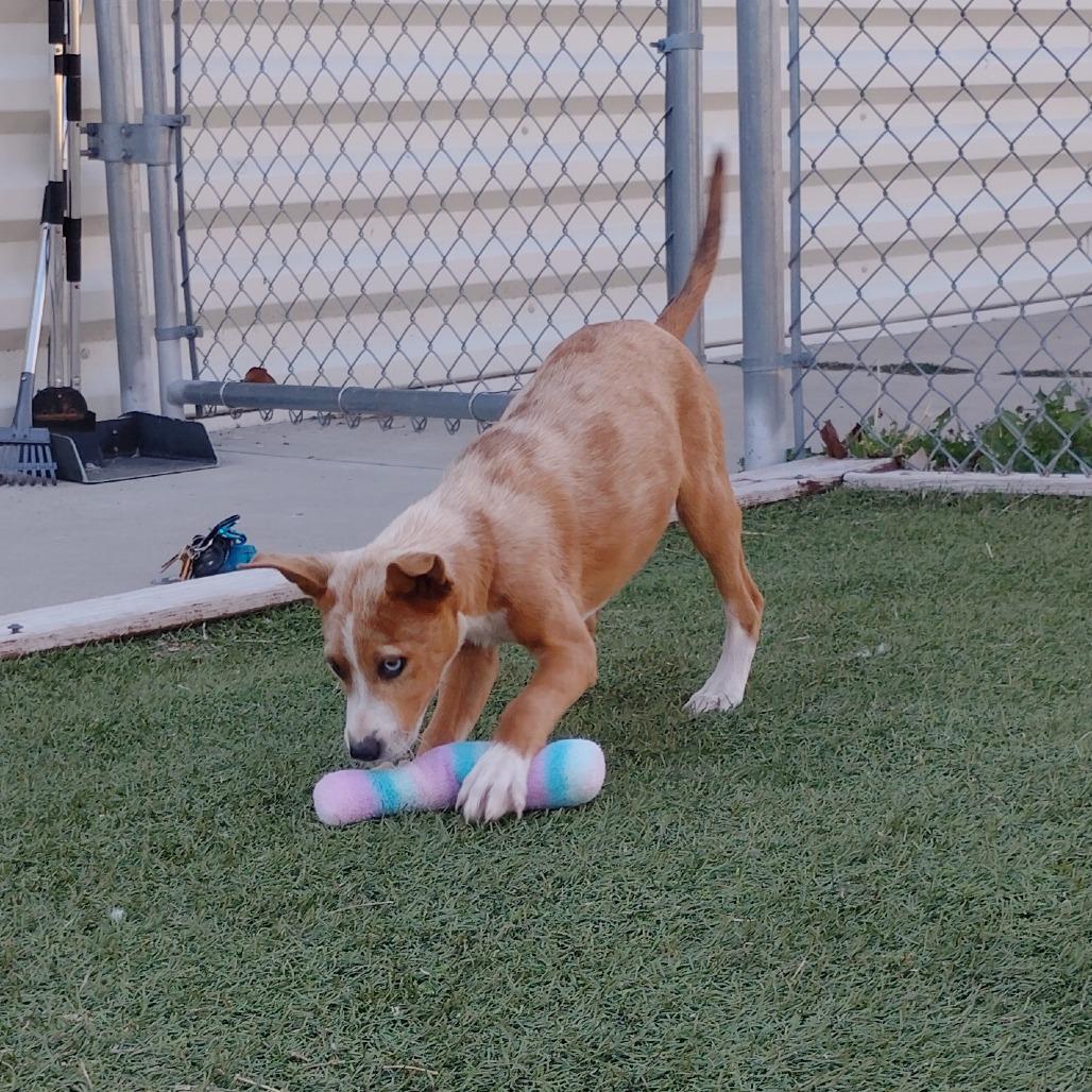 Enlarge Bowie, a Adoptable mixed breed in Tulsa, OK image 2/6