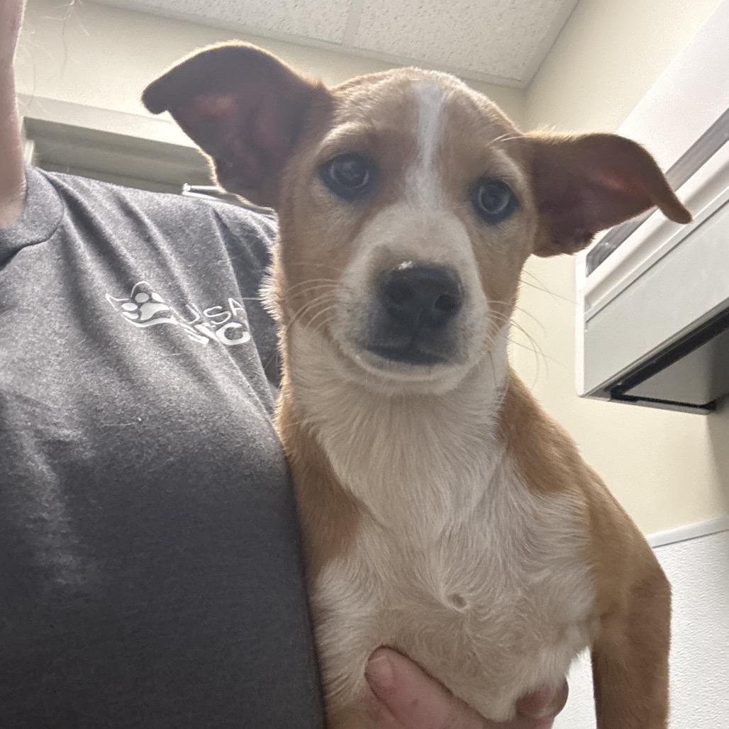 Enlarge Bowie, a Adoptable mixed breed in Tulsa, OK image 3/6