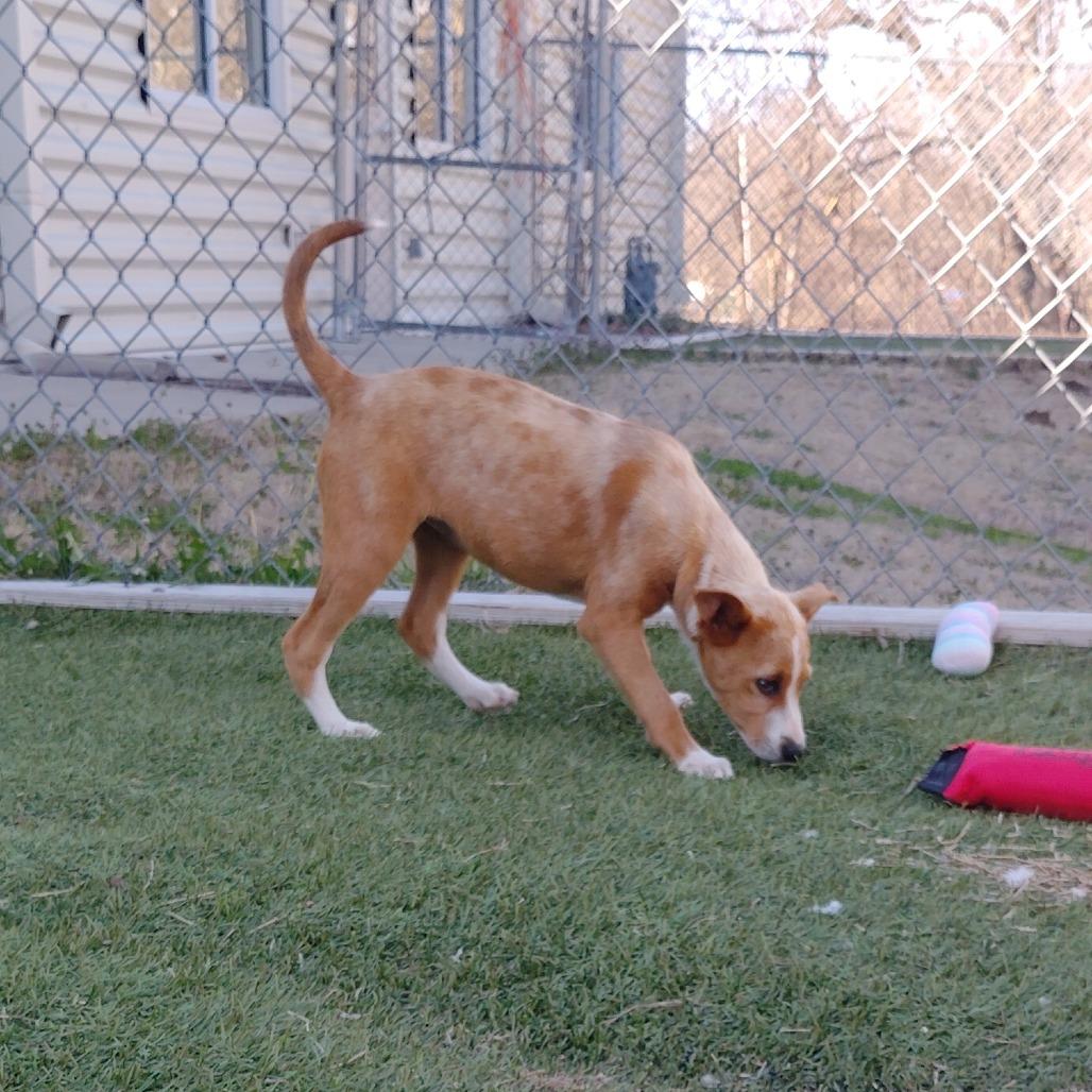 Enlarge Bowie, a Adoptable mixed breed in Tulsa, OK image 4/6