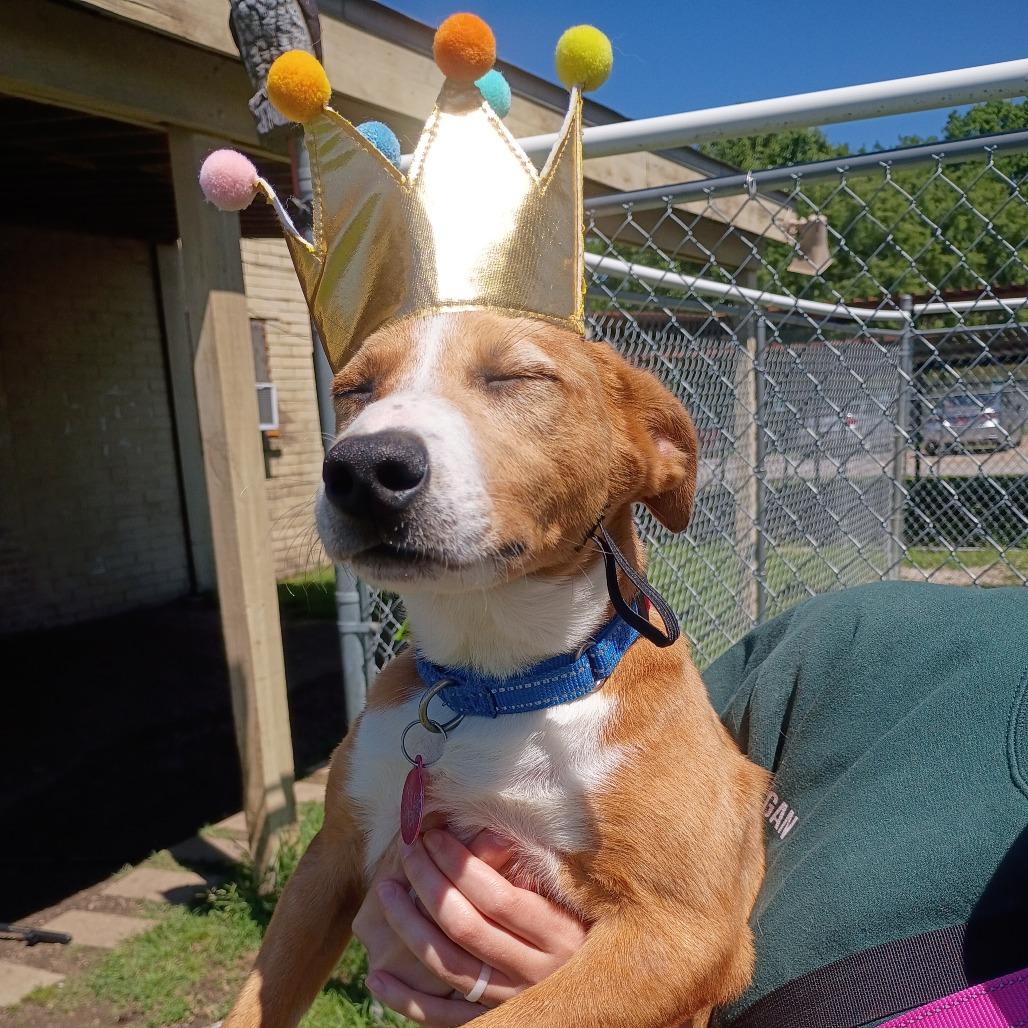 Enlarge Bowie, a Adoptable mixed breed in Tulsa, OK image 5/6