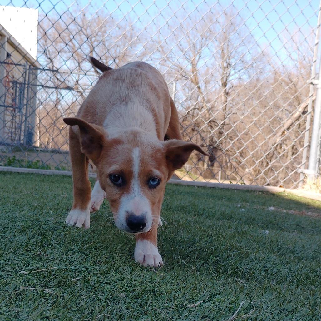 Enlarge Bowie, a Adoptable mixed breed in Tulsa, OK image 6/6