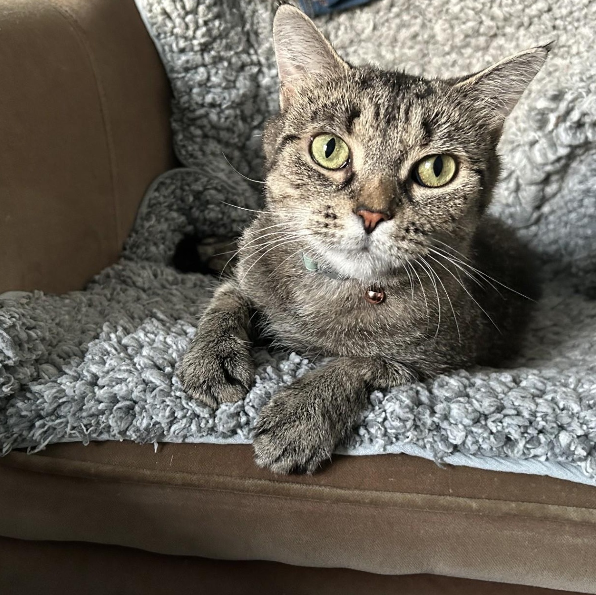 Enlarge LILY, a ADOPTABLE mixed breed in Niagara on the Lake, ON image 6/6