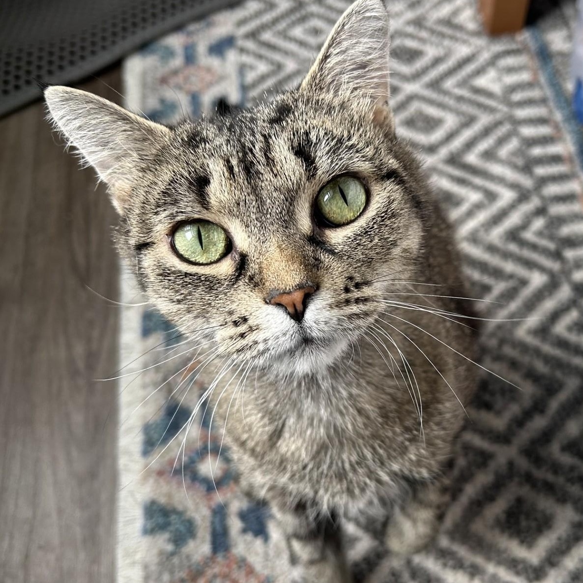 Enlarge LILY, a ADOPTABLE mixed breed in Niagara on the Lake, ON image 1/6