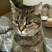 LILY, ADOPTABLE, Adult Female Tabby.