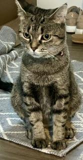 Enlarge LILY, a ADOPTABLE mixed breed in Niagara on the Lake, ON image 5/6