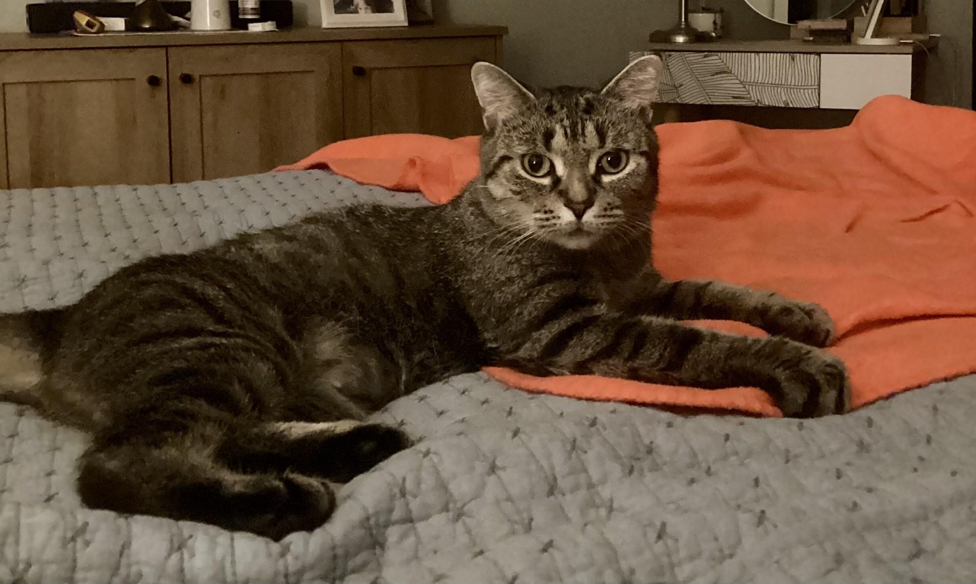 Enlarge LILY, a ADOPTABLE mixed breed in Niagara on the Lake, ON image 2/6
