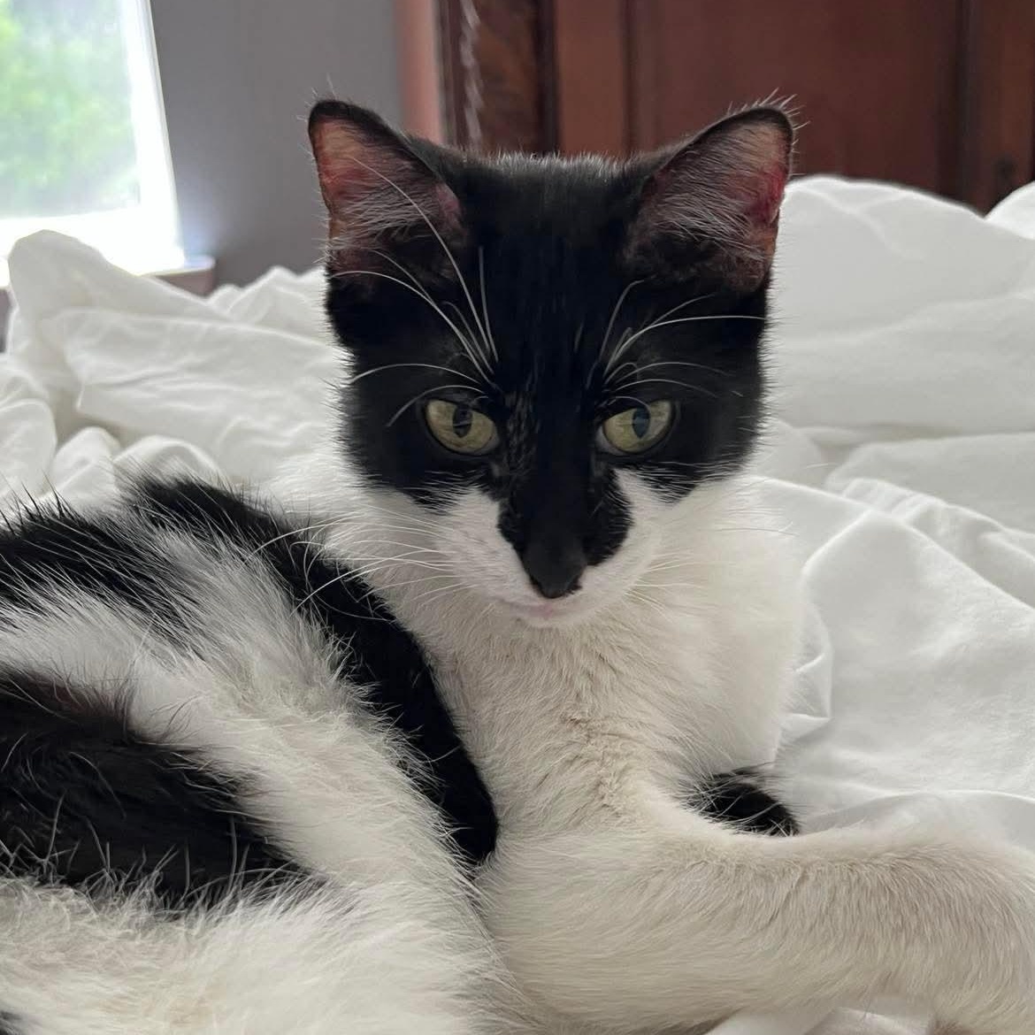 Jake, a Adoptable mixed breed in Youngstown, FL image 4/6