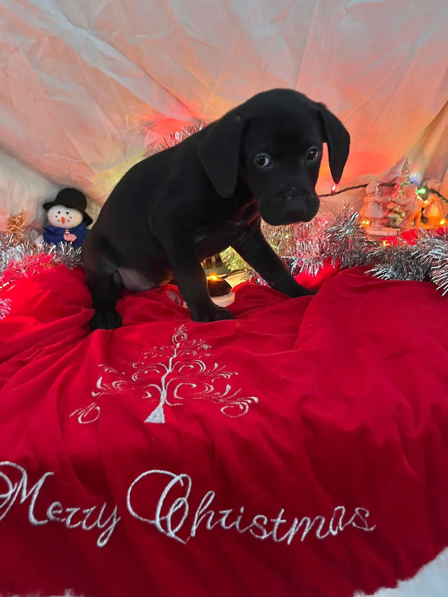 Enlarge Salem, a ADOPTABLE mixed breed in Elkton, MD image 2/3