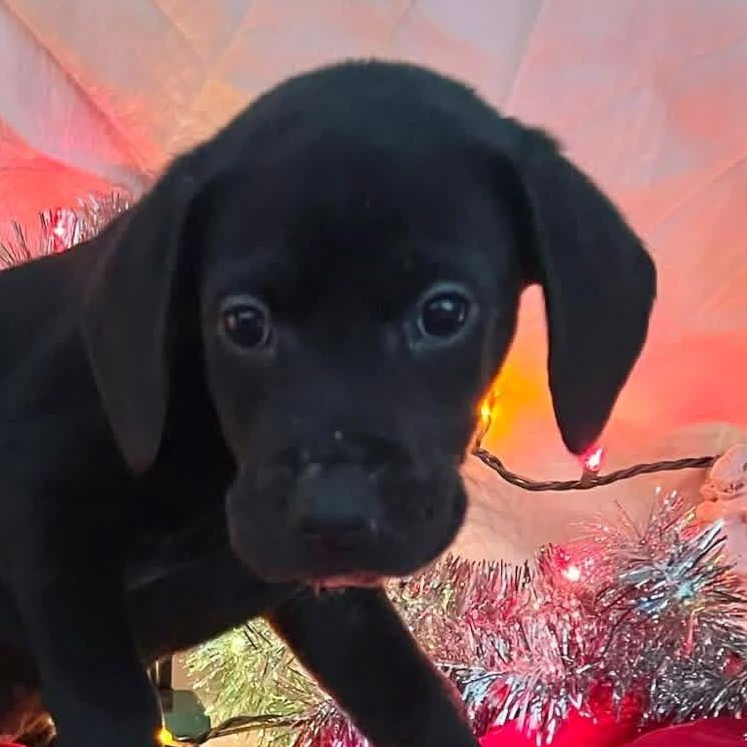 Salem, ADOPTABLE, Puppy Female Labrador Retriever.