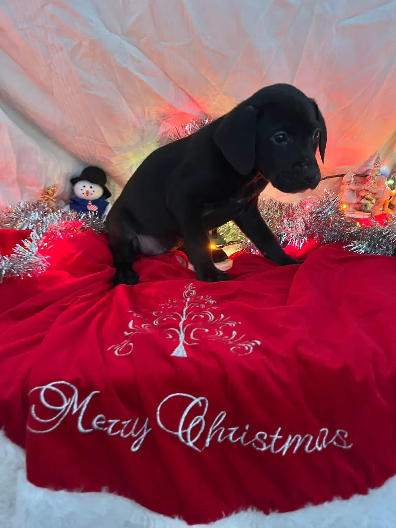 Enlarge Salem, a ADOPTABLE mixed breed in Elkton, MD image 3/3