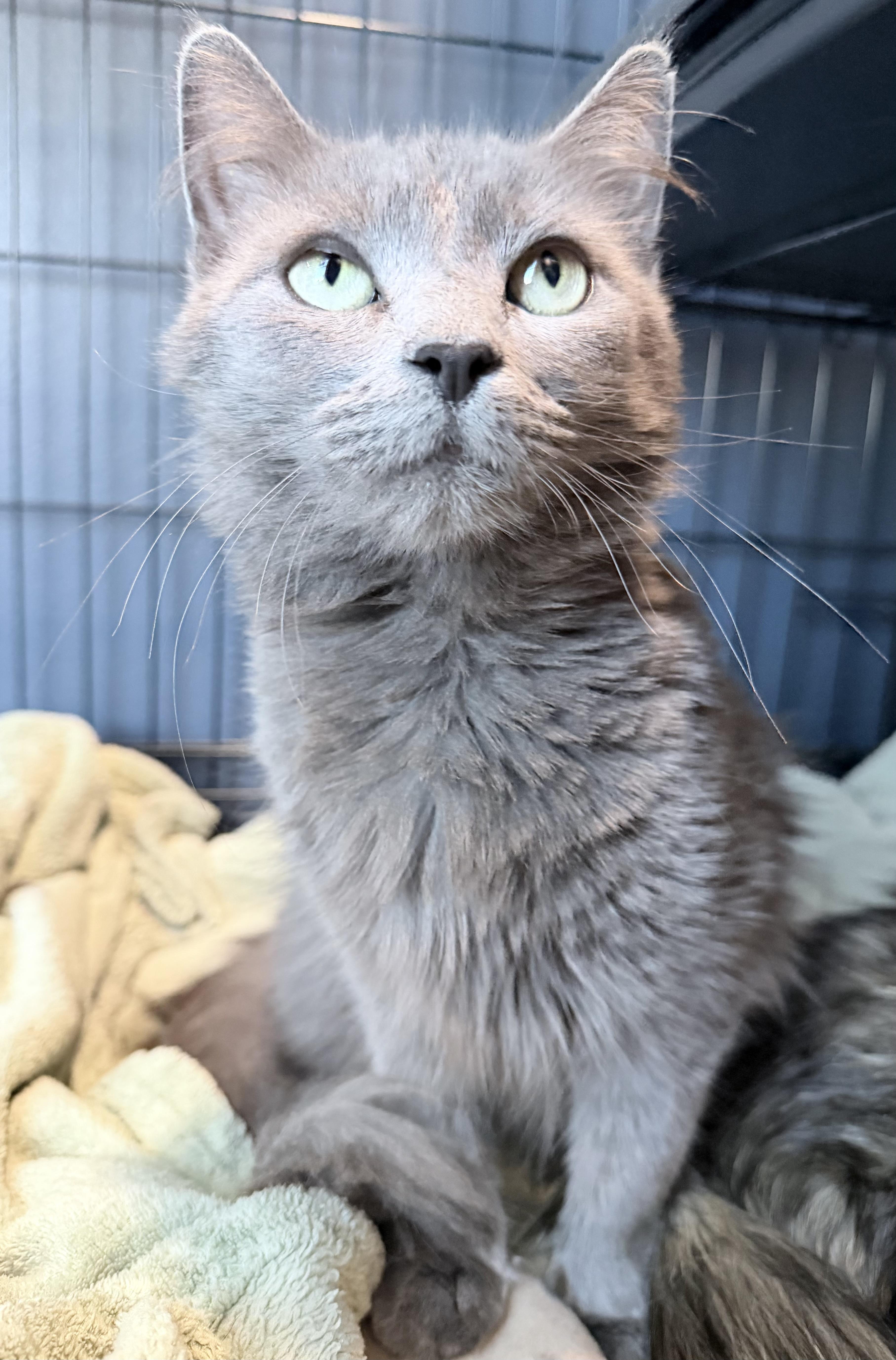 Millie, adopted, Adult Female Domestic Medium Hair.