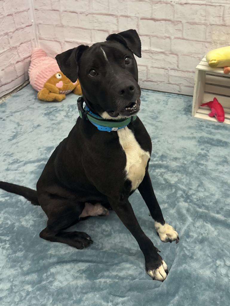 Bentley, Adoptable, Adult Male Labrador Retriever & Mixed Breed.