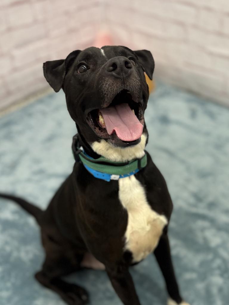 Enlarge Bentley, a Adoptable mixed breed in Detroit, MI image 2/6