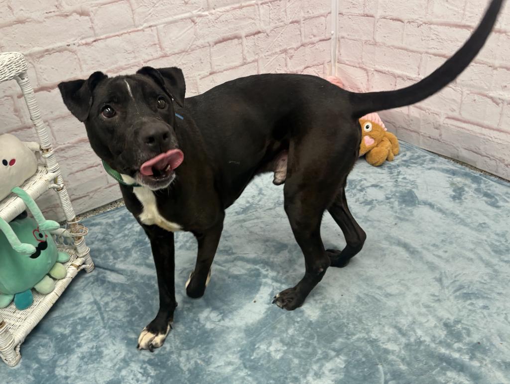 Enlarge Bentley, a Adoptable mixed breed in Detroit, MI image 3/6