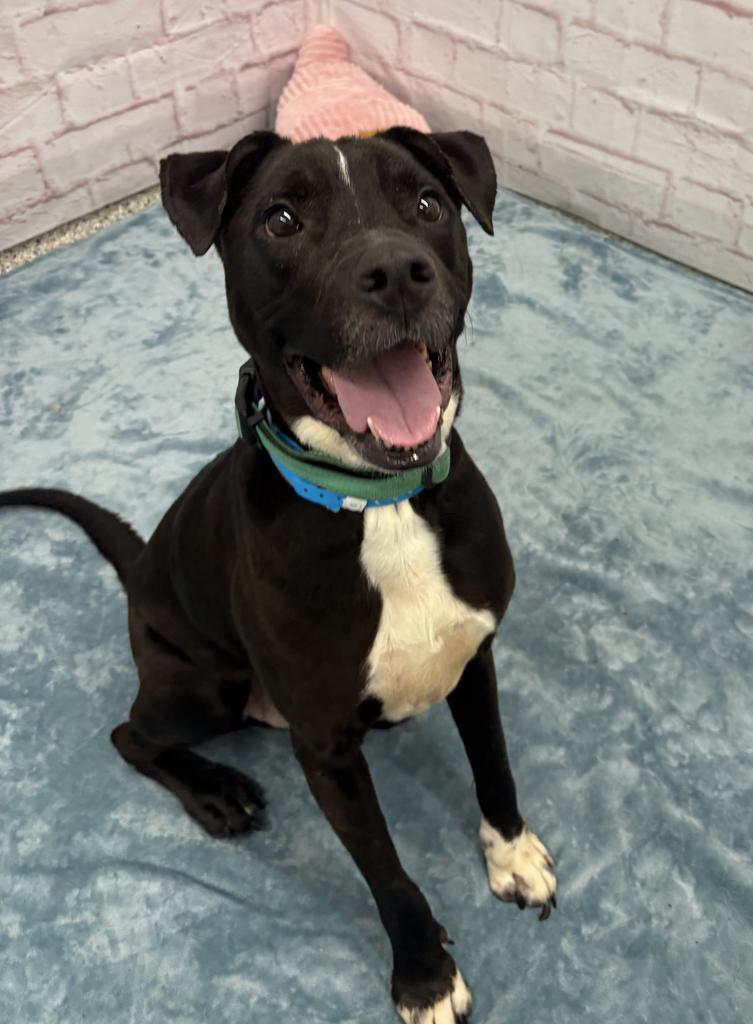 Enlarge Bentley, a Adoptable mixed breed in Detroit, MI image 4/6