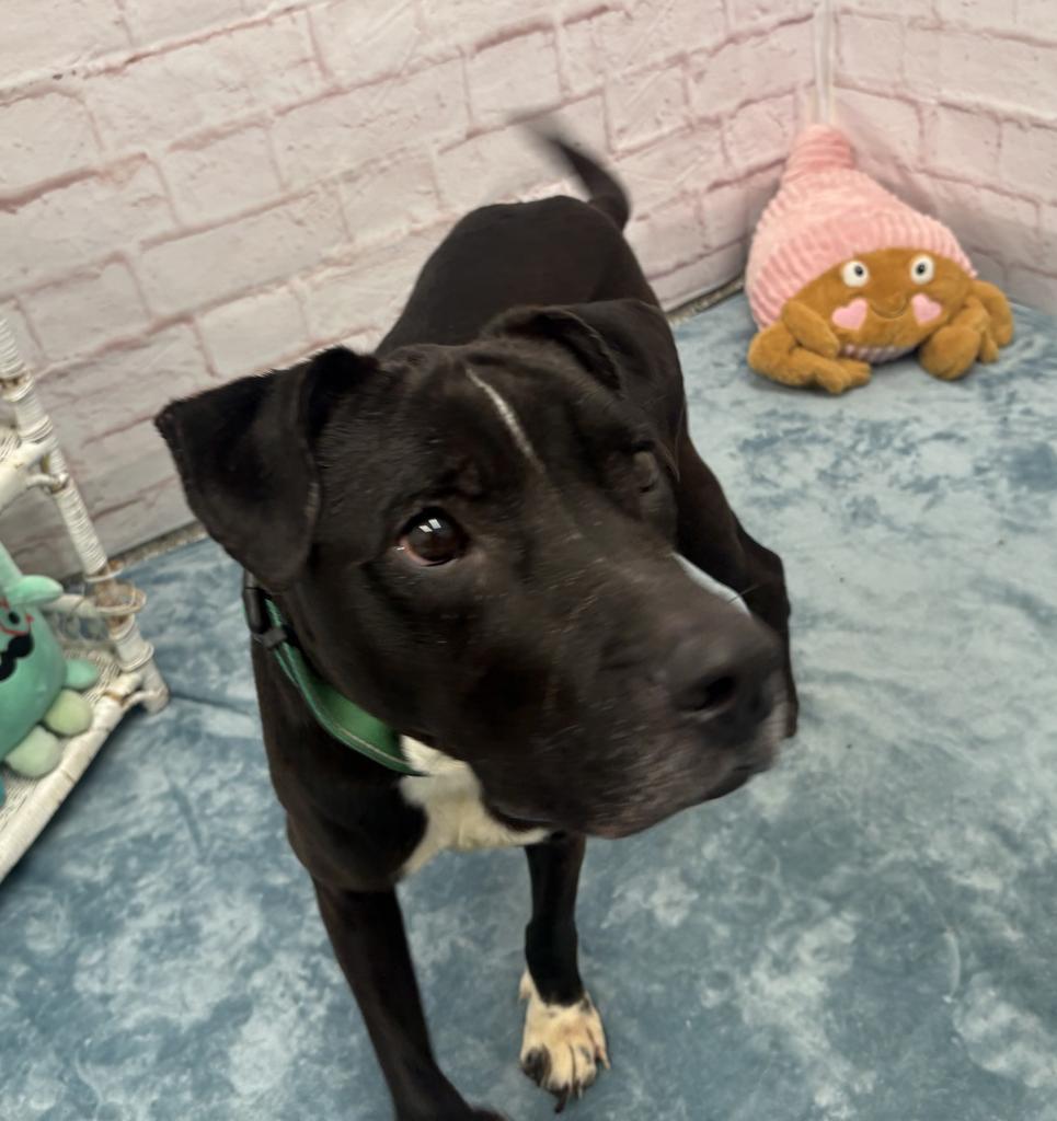 Enlarge Bentley, a Adoptable mixed breed in Detroit, MI image 5/6