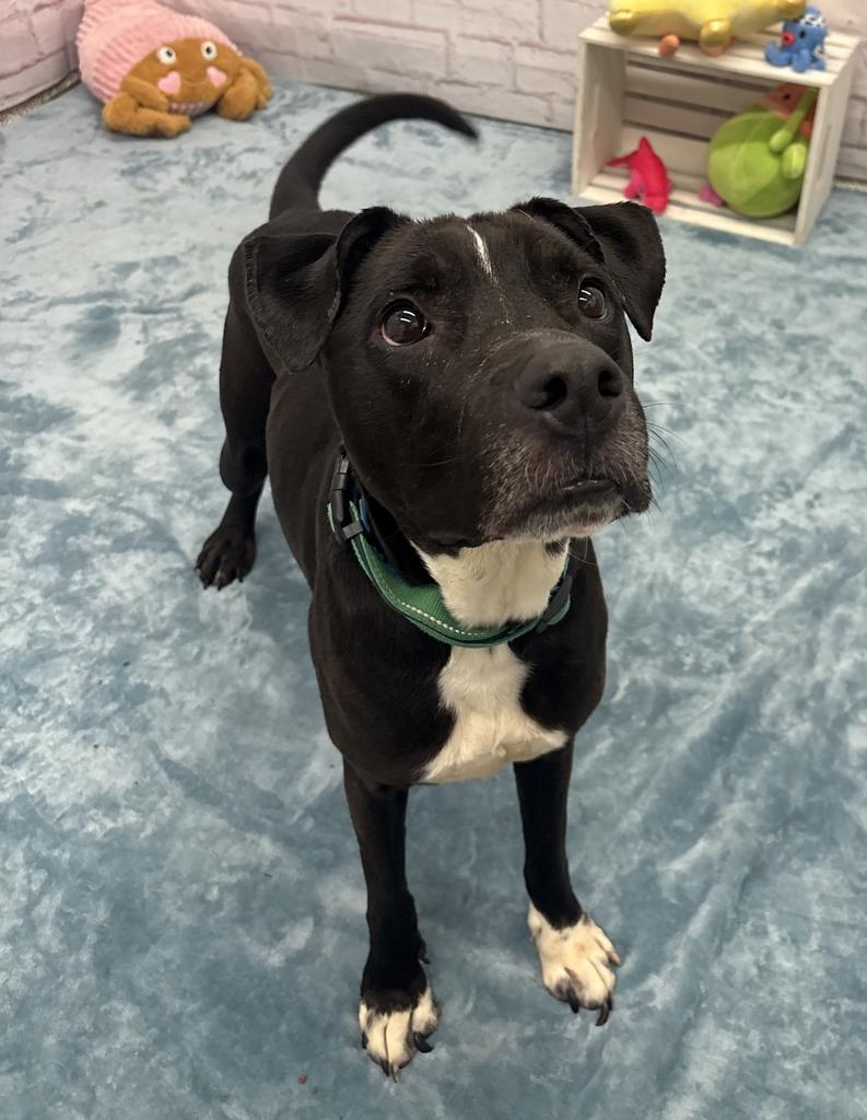 Enlarge Bentley, a Adoptable mixed breed in Detroit, MI image 6/6