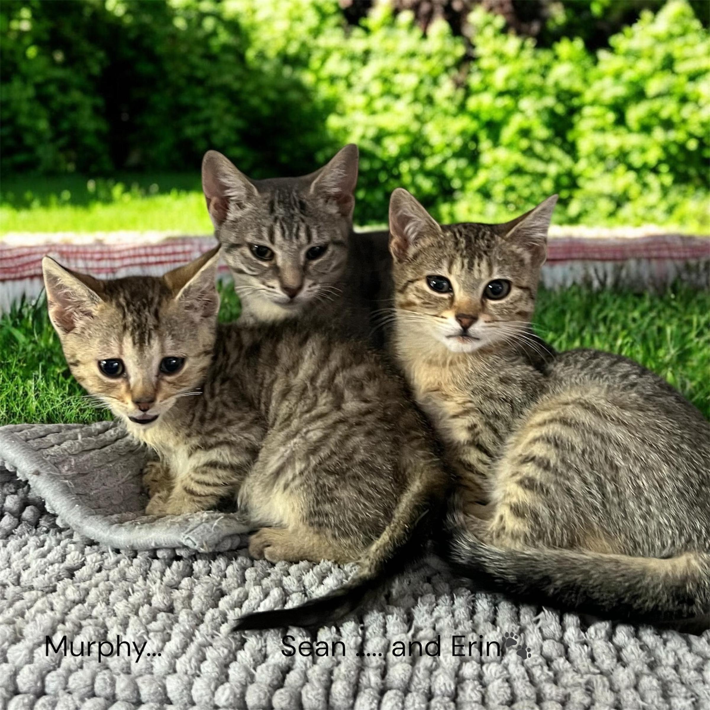 Enlarge Murphy, Sean & Erin - 2 males, 1 female, a ADOPTABLE Domestic Short Hair in North Bergen, NJ image 1/1