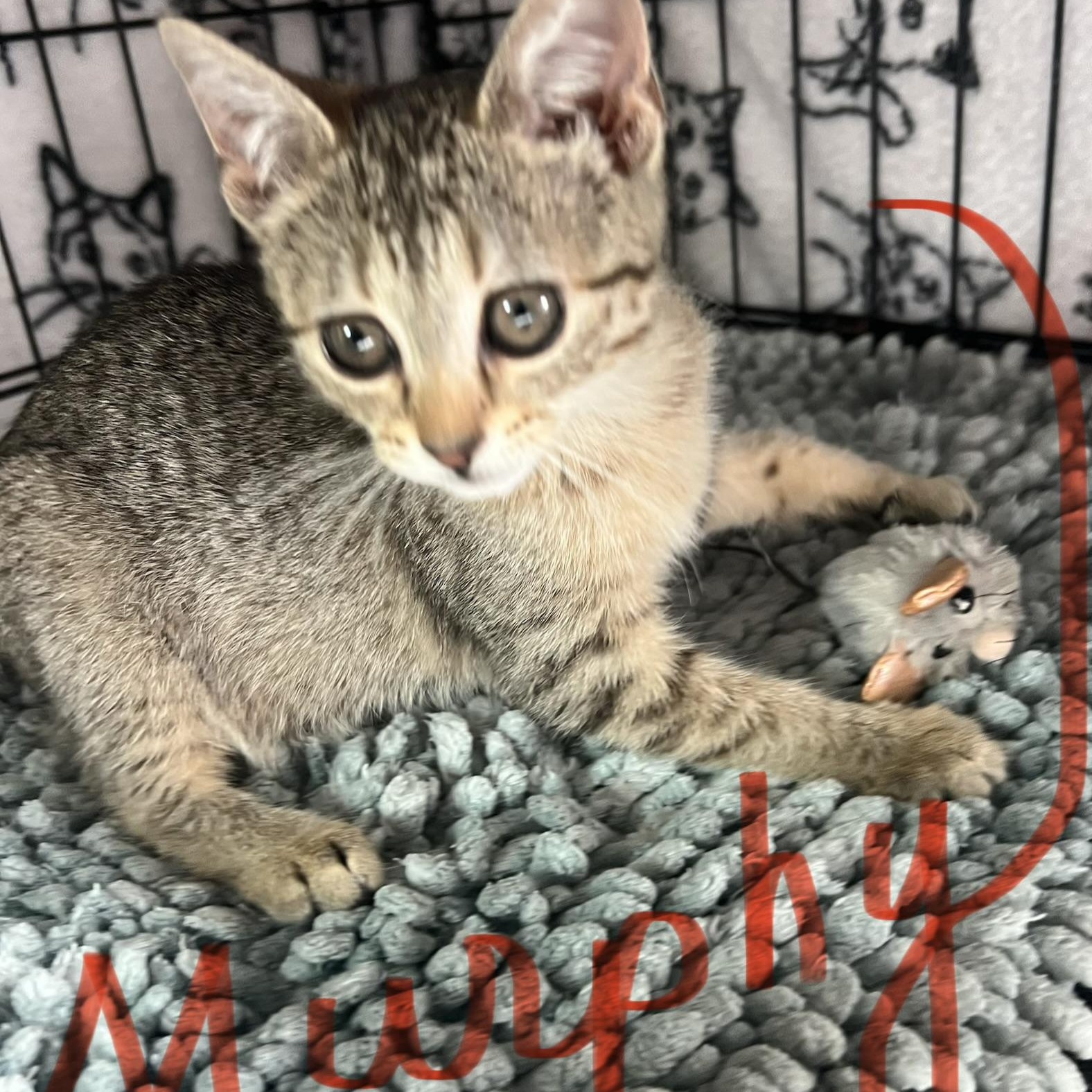 Enlarge Murphy, Sean & Erin - 2 males, 1 female, a ADOPTABLE Domestic Short Hair in North Bergen, NJ image 2/2
