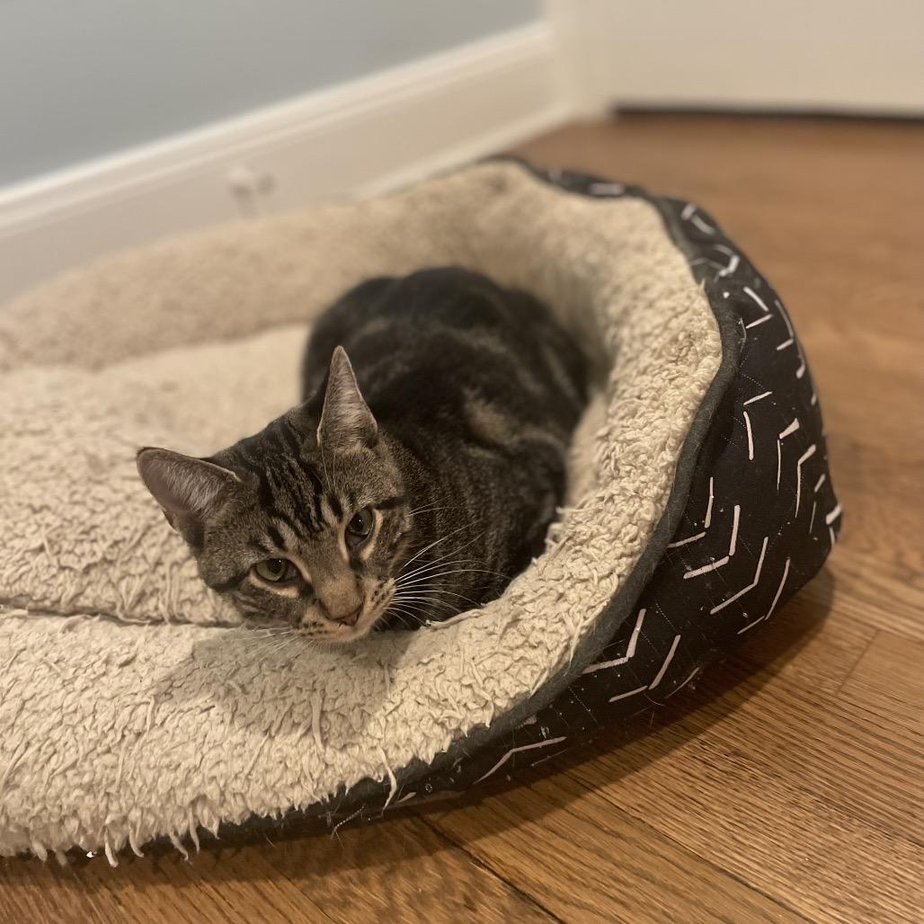 Bebesita — thumbnail 2