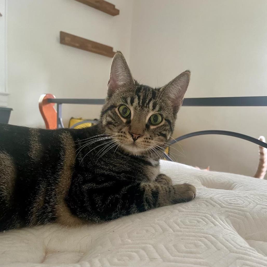 Bebesita — thumbnail 3