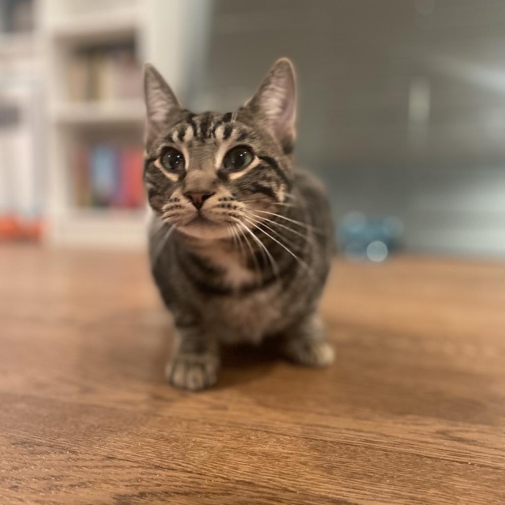 Bebesita — thumbnail 4