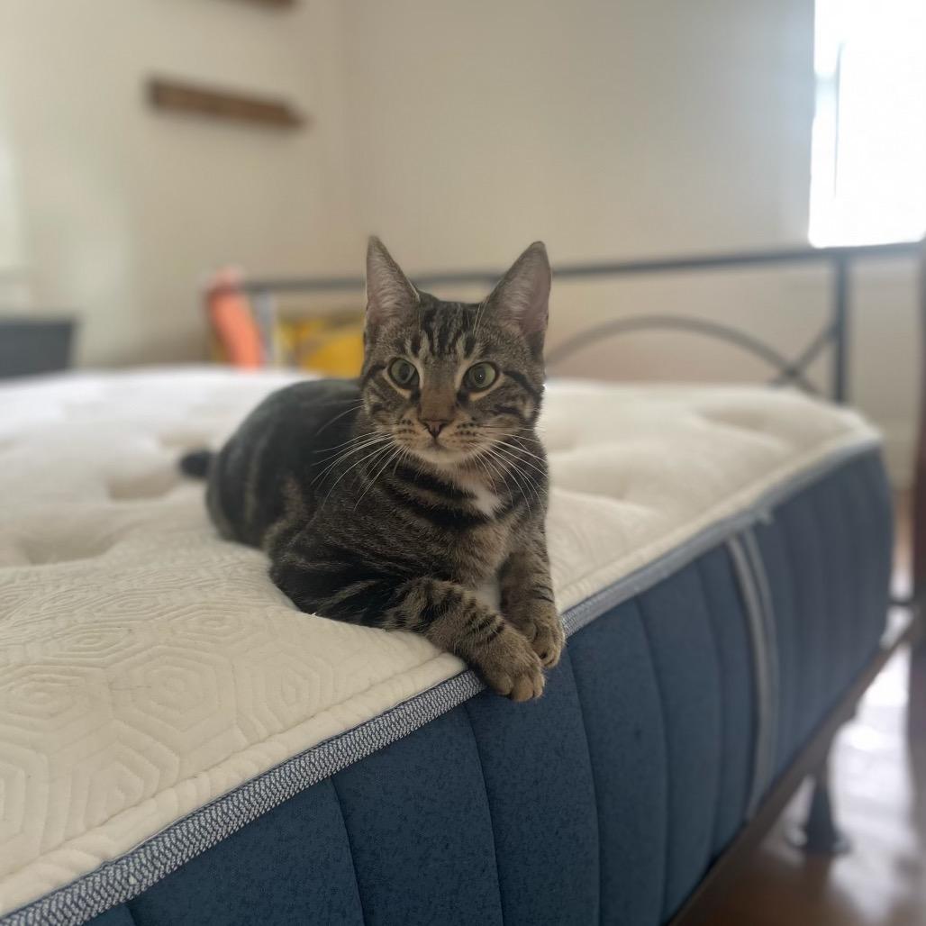 Bebesita — thumbnail 5