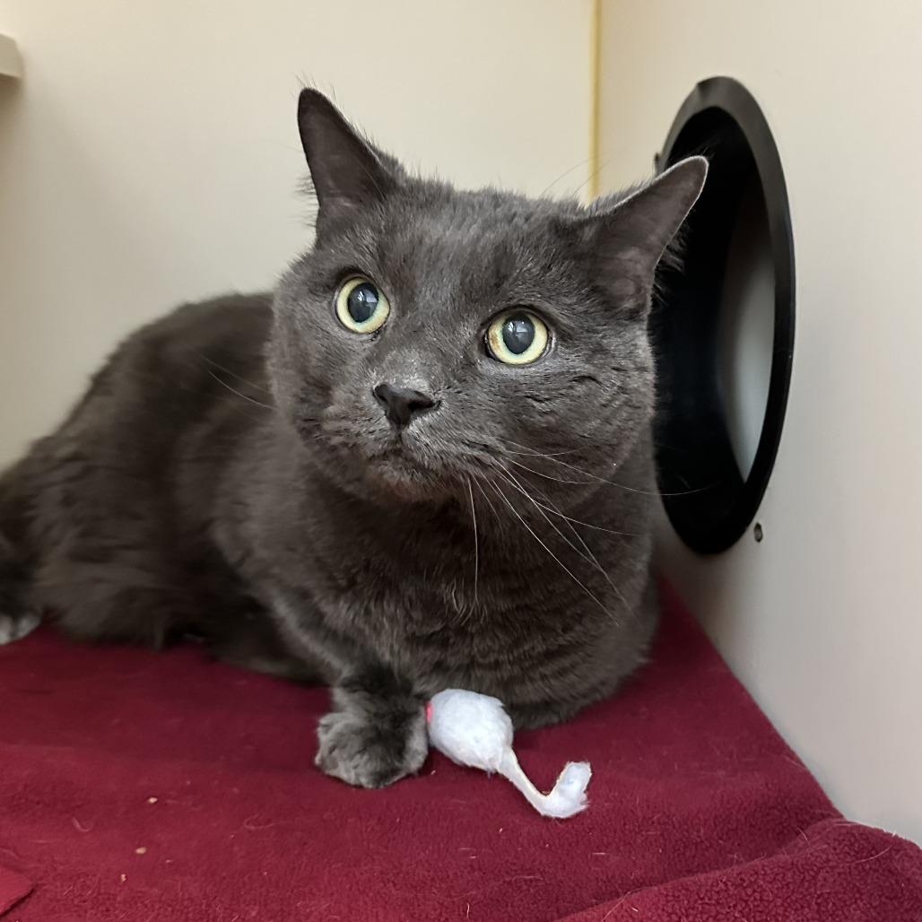 Enlarge Gambit, a Adoptable Domestic Short Hair in Concord, NH image 1/3
