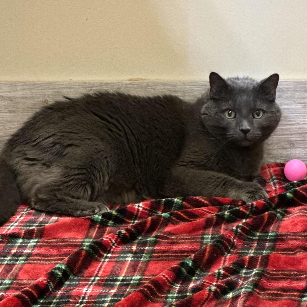 Enlarge Gambit, a Adoptable Domestic Short Hair in Concord, NH image 2/3
