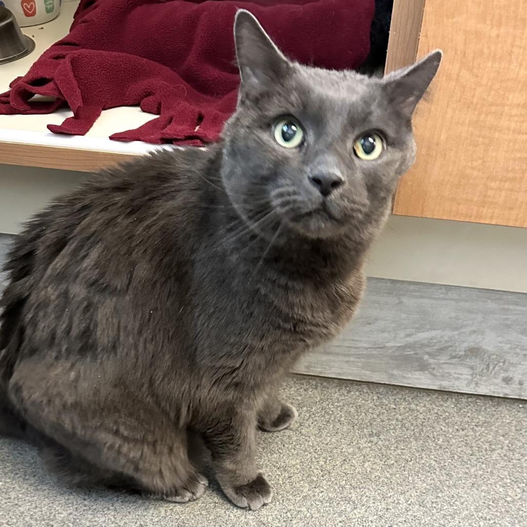 Enlarge Gambit, a Adoptable Domestic Short Hair in Concord, NH image 3/3