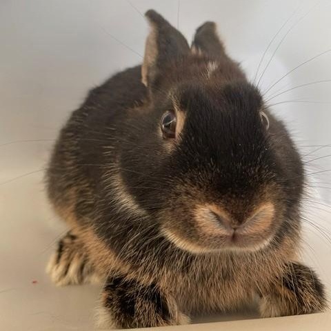 Enlarge Zoe, a Adoptable American in Salt Lake City, UT image 4/4