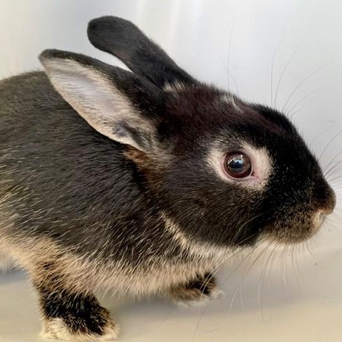 Enlarge Zoe, a Adoptable American in Salt Lake City, UT image 1/4