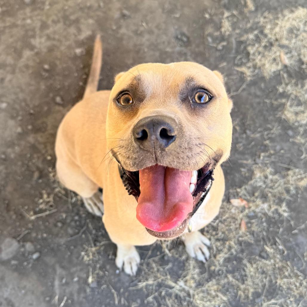 Blondie, Adoptable, Adult Female Mixed Breed.