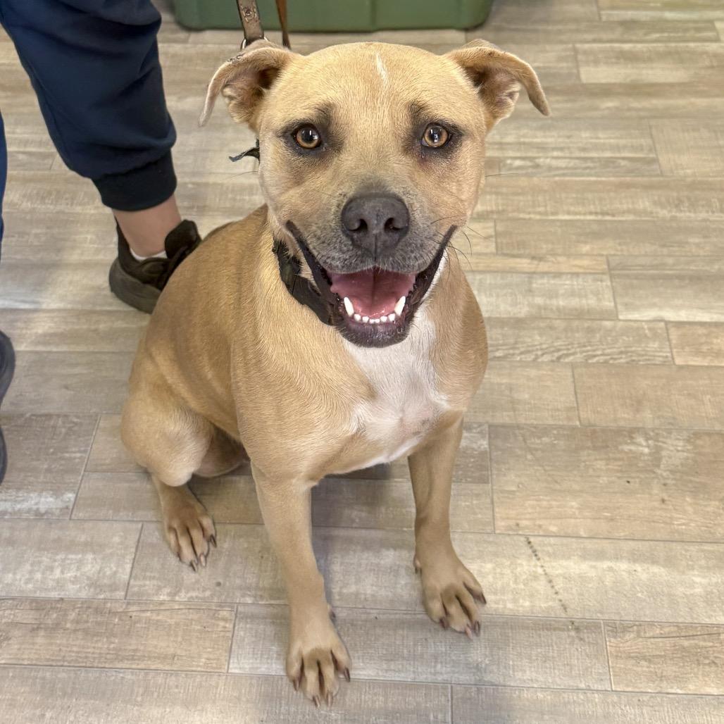 Enlarge Blondie, a Adoptable Mixed Breed in Redwood Valley, CA image 2/6