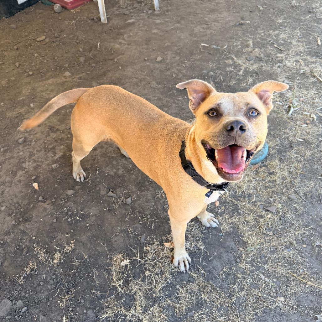 Enlarge Blondie, a Adoptable Mixed Breed in Redwood Valley, CA image 3/6