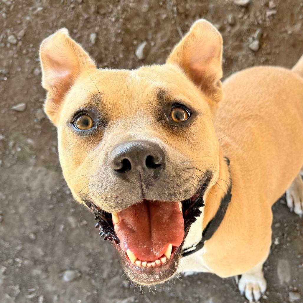 Enlarge Blondie, a Adoptable Mixed Breed in Redwood Valley, CA image 4/6