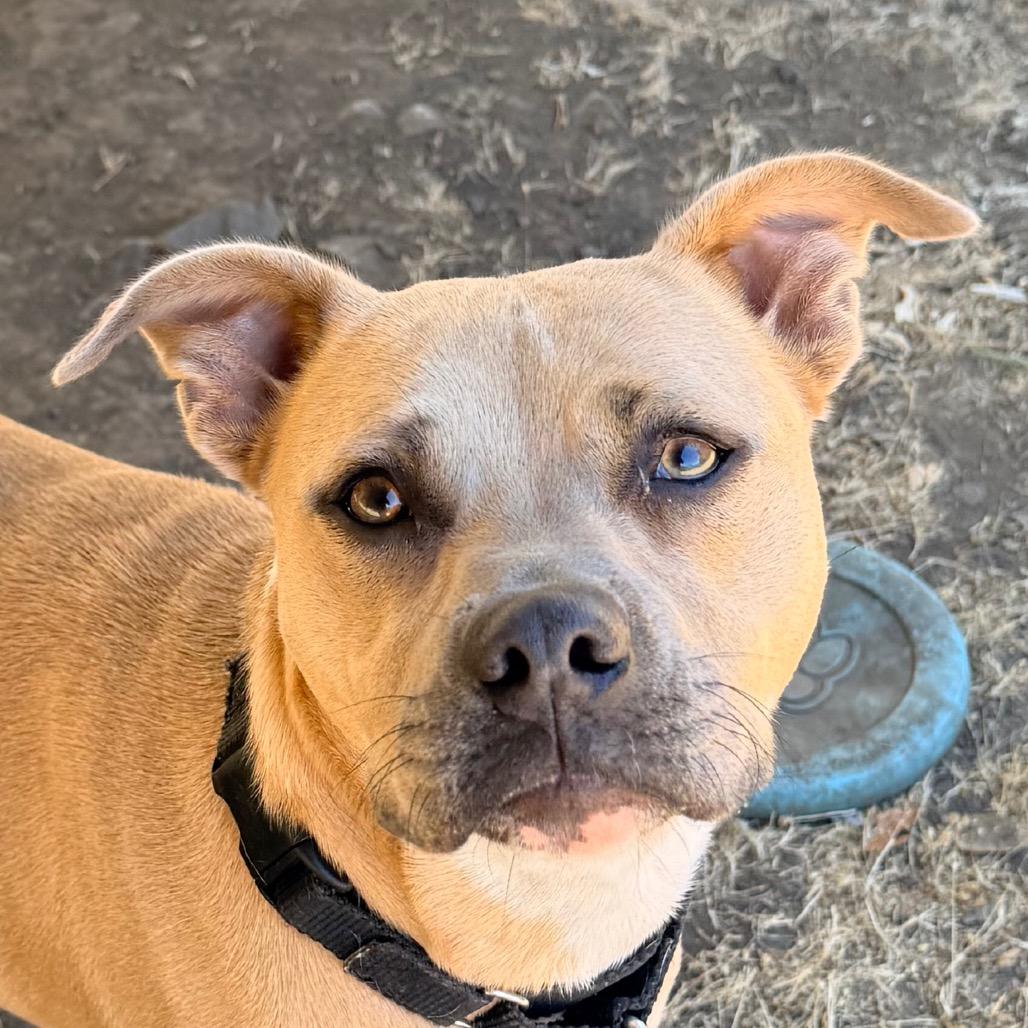 Enlarge Blondie, a Adoptable Mixed Breed in Redwood Valley, CA image 5/6