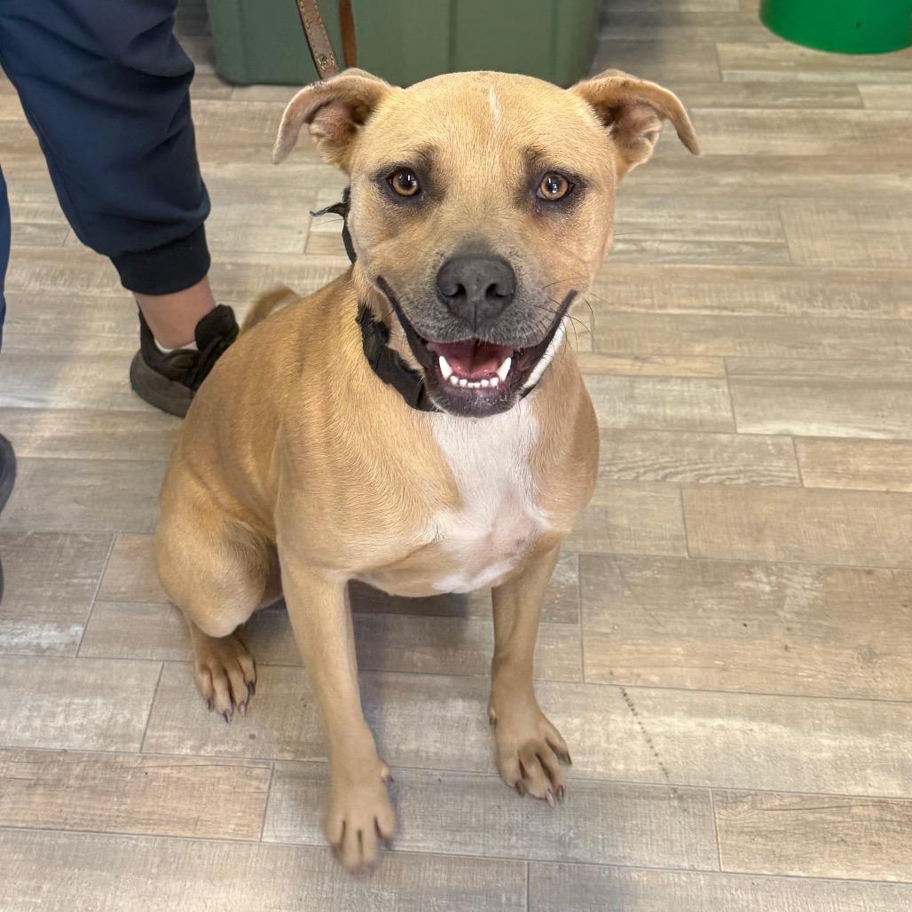Enlarge Blondie, a Adoptable Mixed Breed in Redwood Valley, CA image 6/6