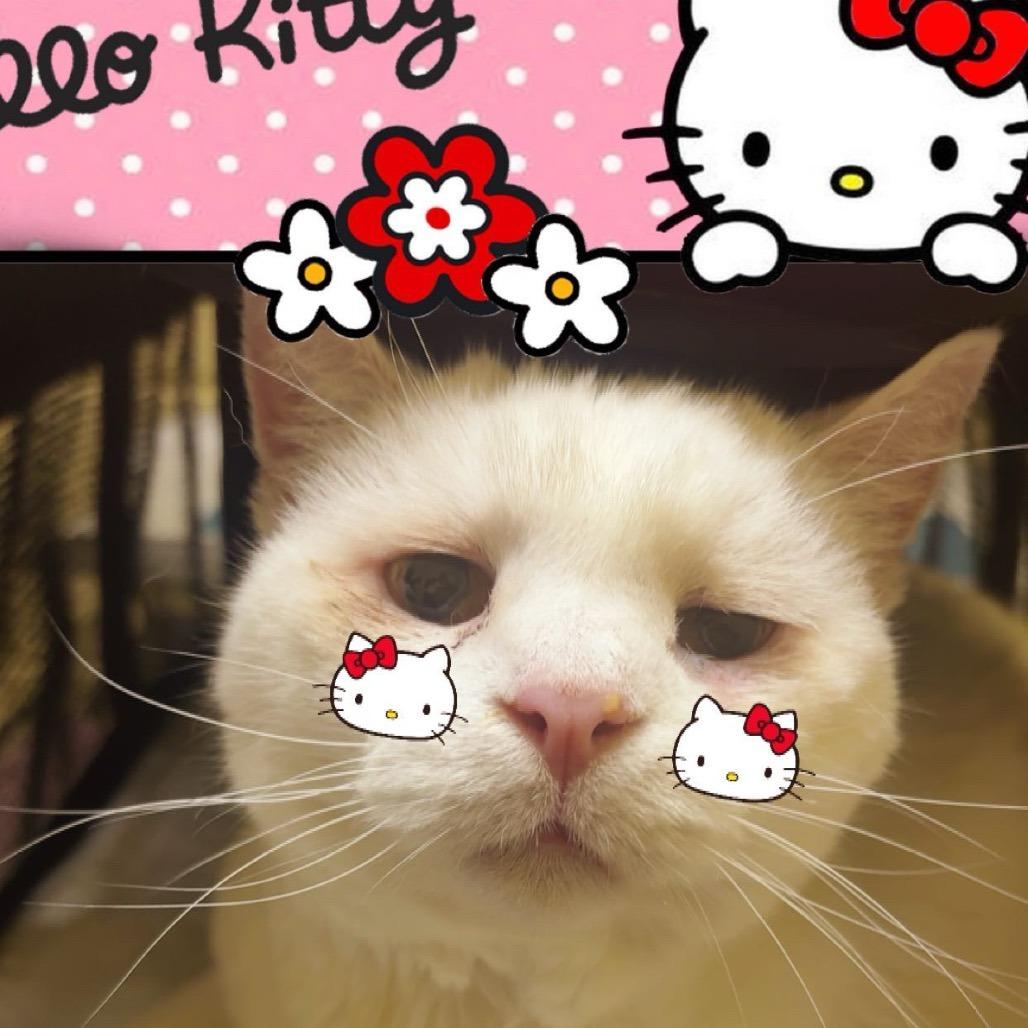 Enlarge Snow - Foster, a Adoptable Domestic Short Hair in Grand Rapids, MI image 2/6