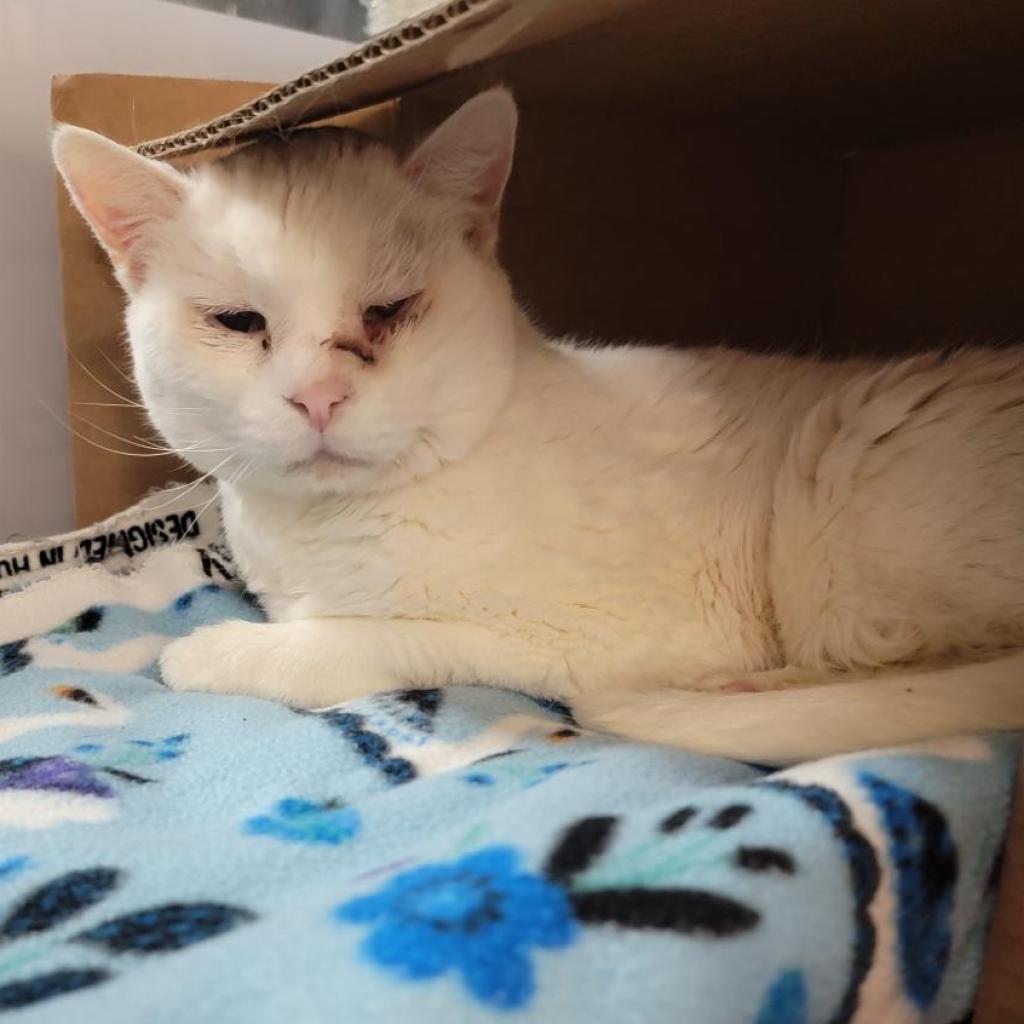 Enlarge Snow - Foster, a Adoptable Domestic Short Hair in Grand Rapids, MI image 2/6