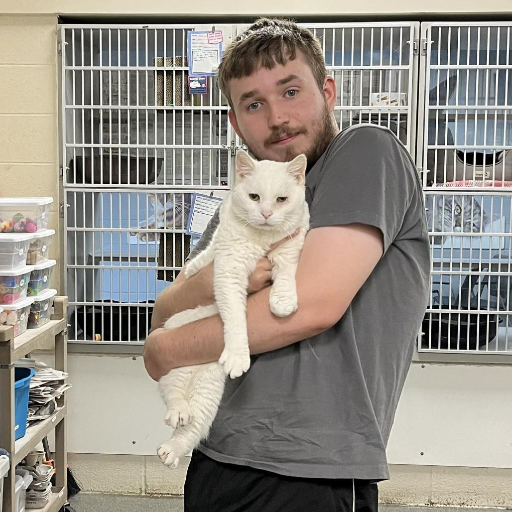 Enlarge Snow - Foster, a Adoptable Domestic Short Hair in Grand Rapids, MI image 3/6