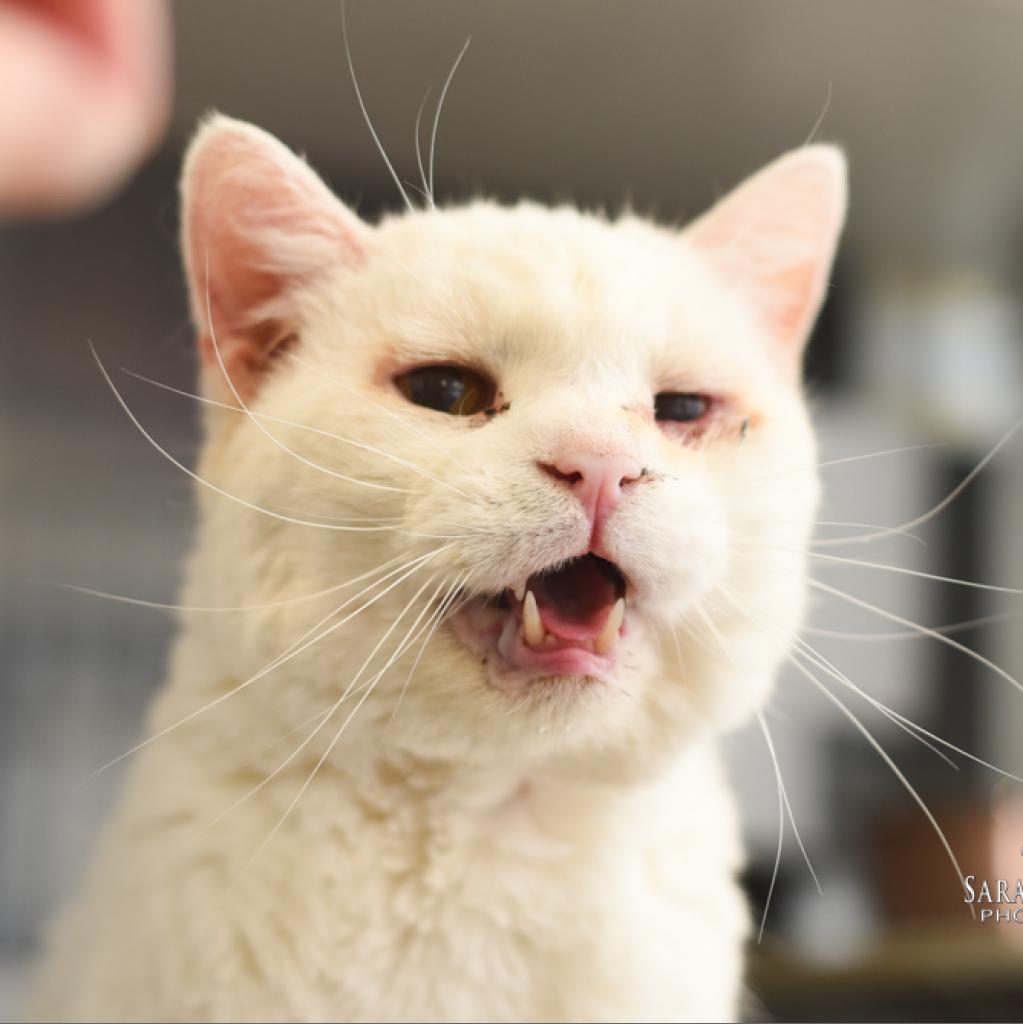 Enlarge Snow - Foster, a Adoptable Domestic Short Hair in Grand Rapids, MI image 4/6