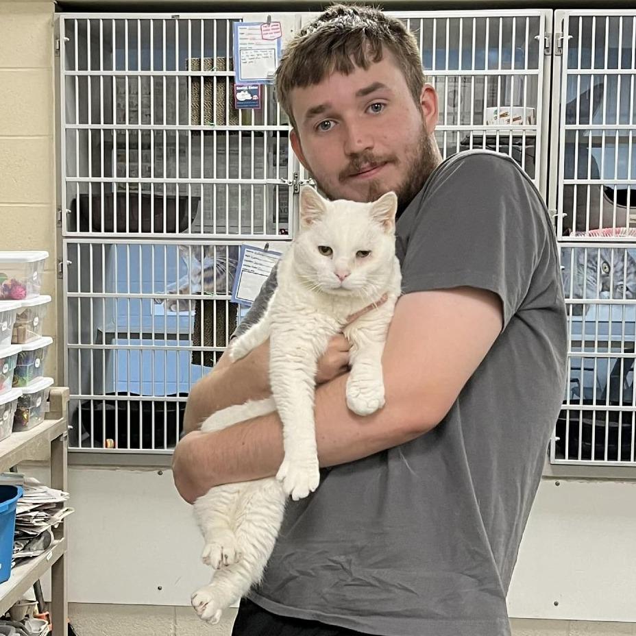 Enlarge Snow - Foster, a Adoptable Domestic Short Hair in Grand Rapids, MI image 4/6