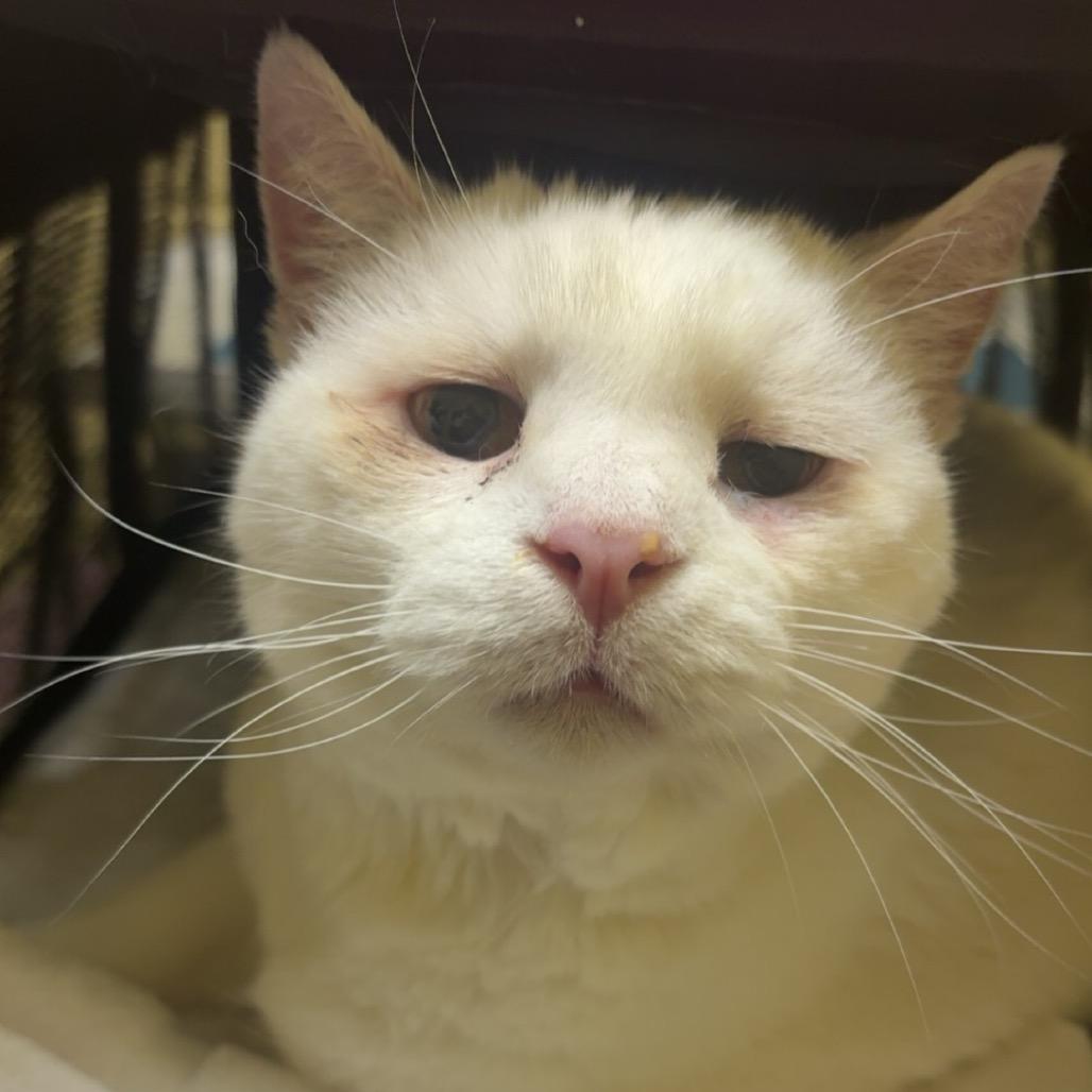 Enlarge Snow - Foster, a Adoptable Domestic Short Hair in Grand Rapids, MI image 6/6